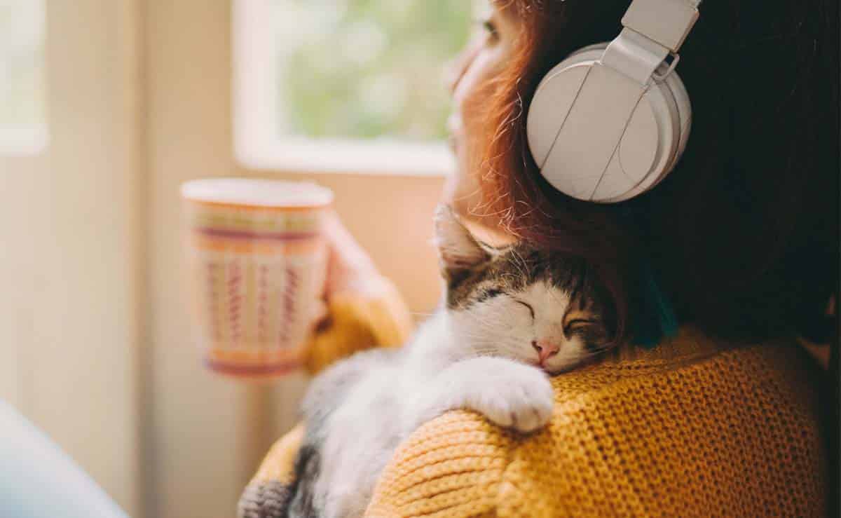 Le 10 migliori canzoni sui gatti