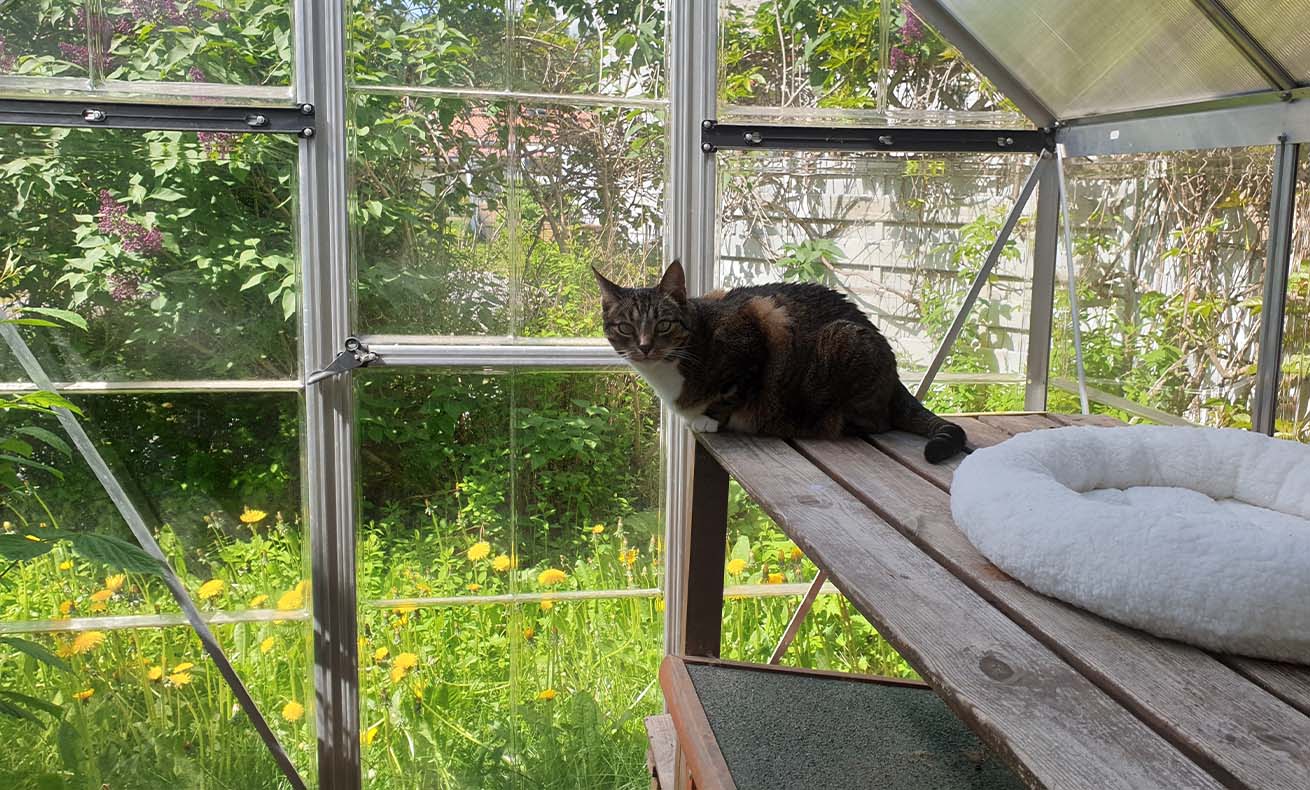 Catio for your cat