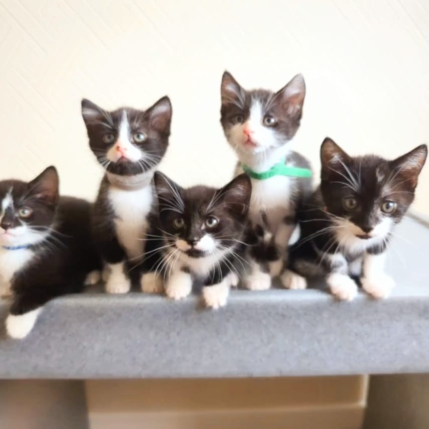 Yorkshire Cat Rescue Foster kittens
