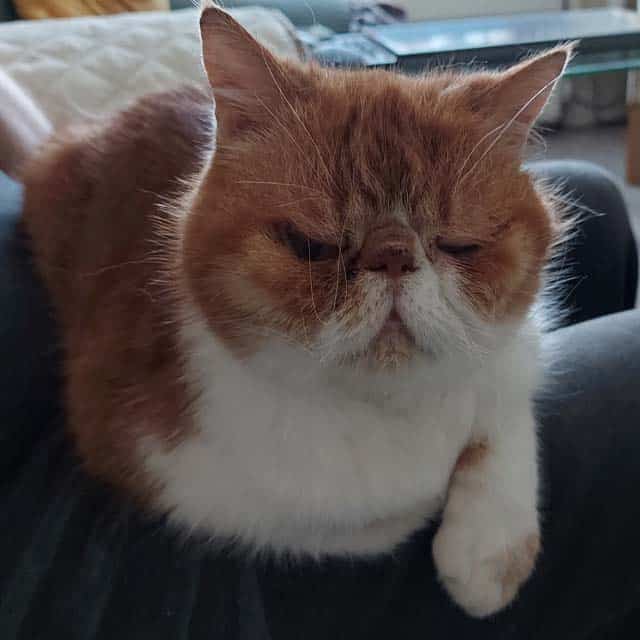 Garfield