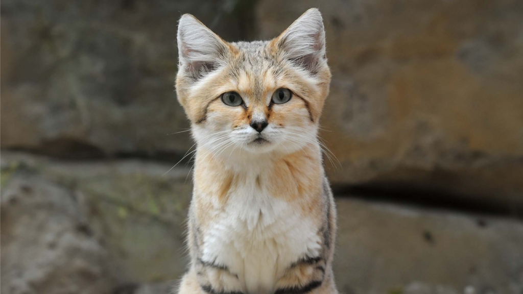 Conheça o gato-do-deserto, o Zorro dos felinos