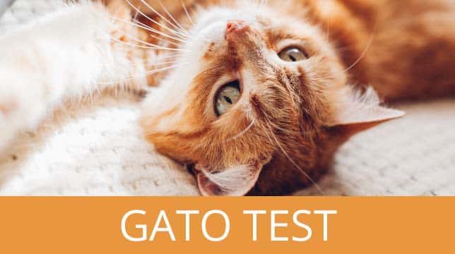 Gato Test