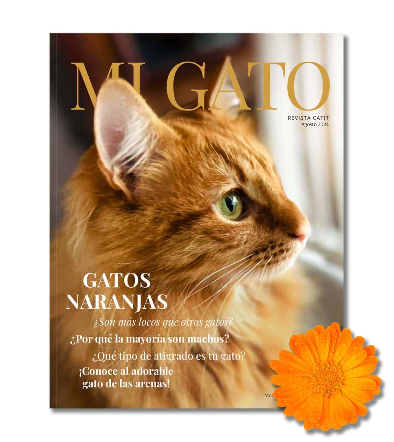 Mi Gato - Agosto 2024