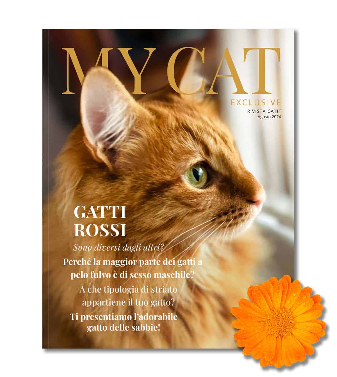 My Cat Exclusive - Agosto 2024