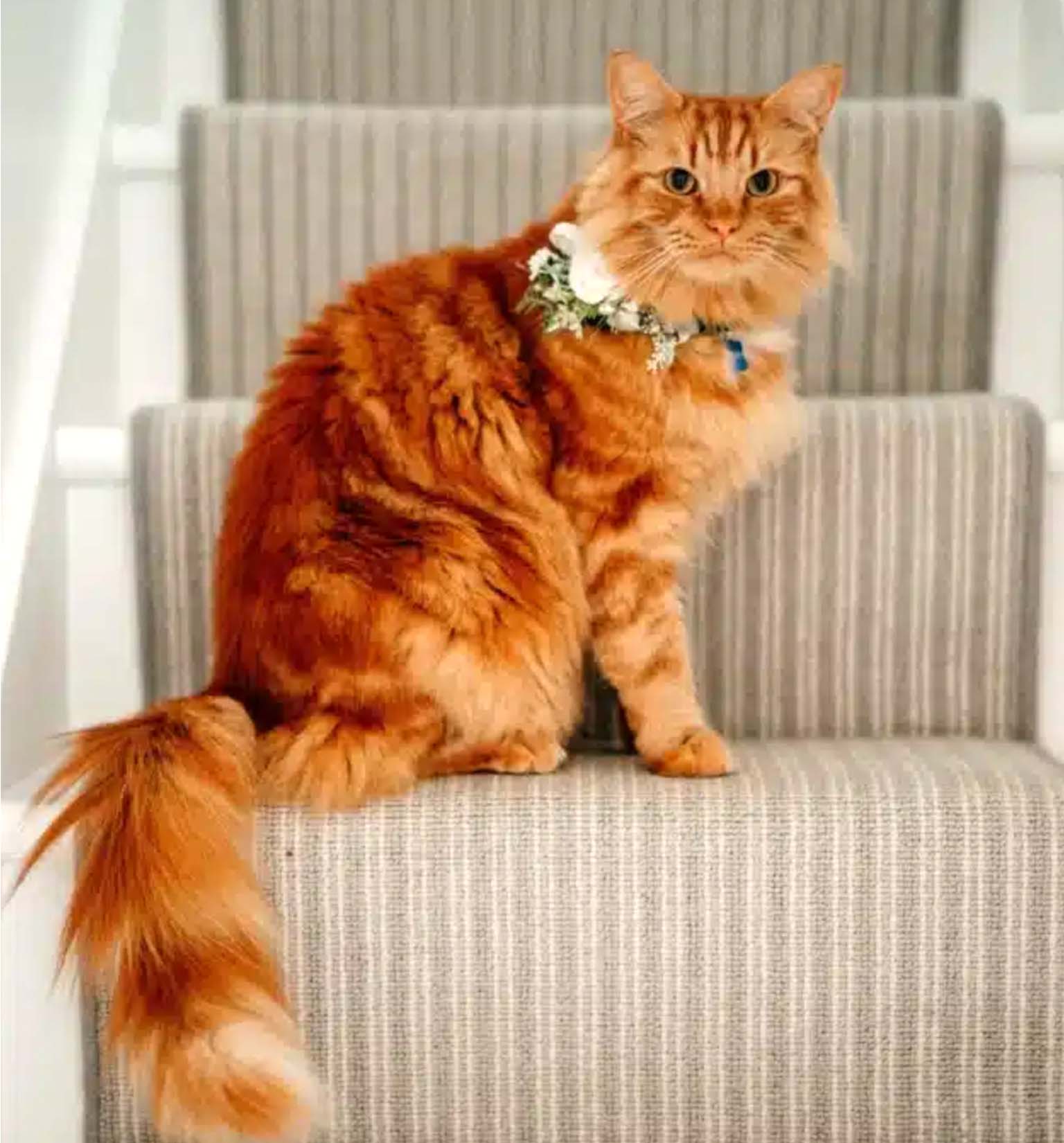 orangefarbene Katze