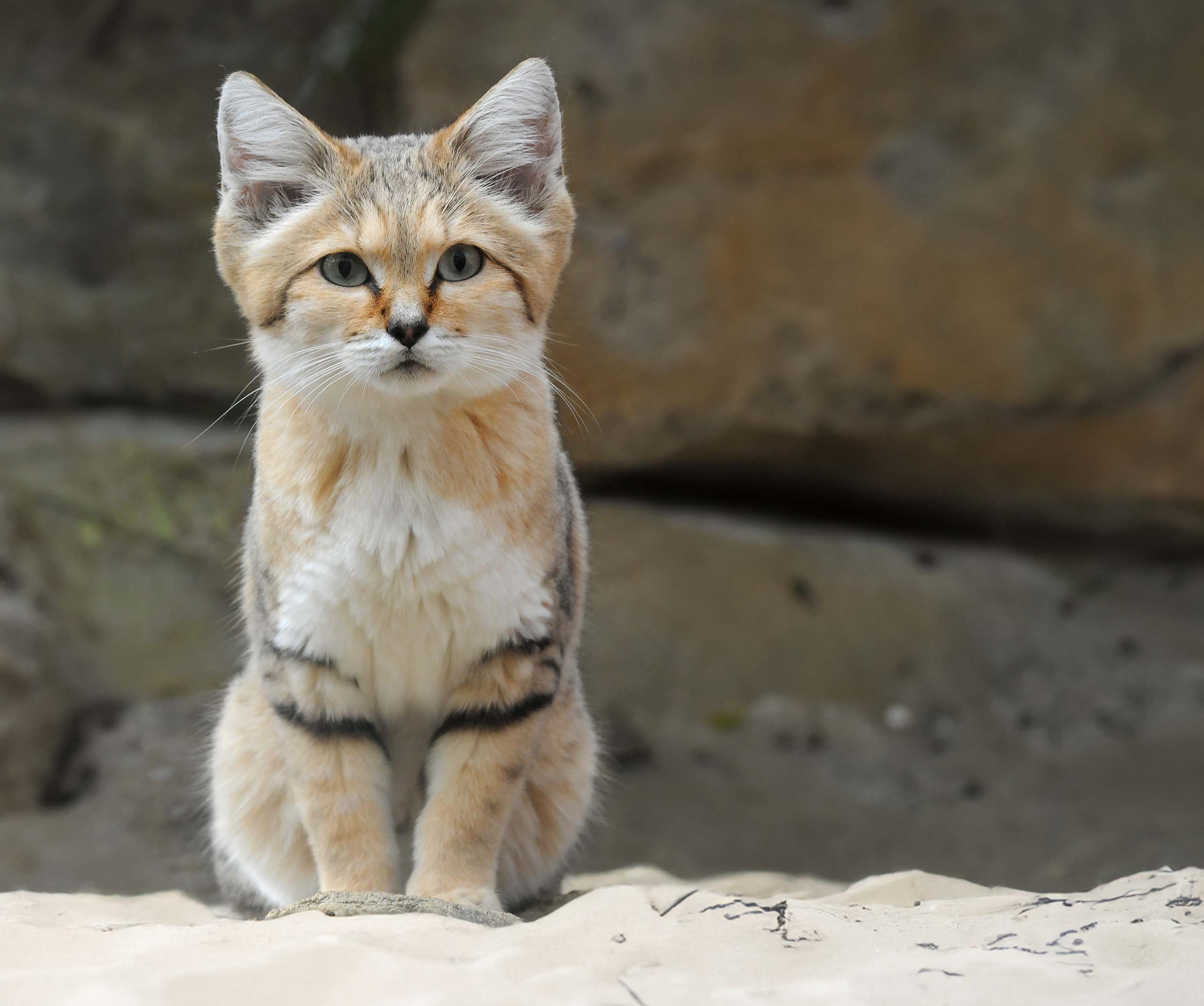 Meet the sand cat, the Zorro among felines