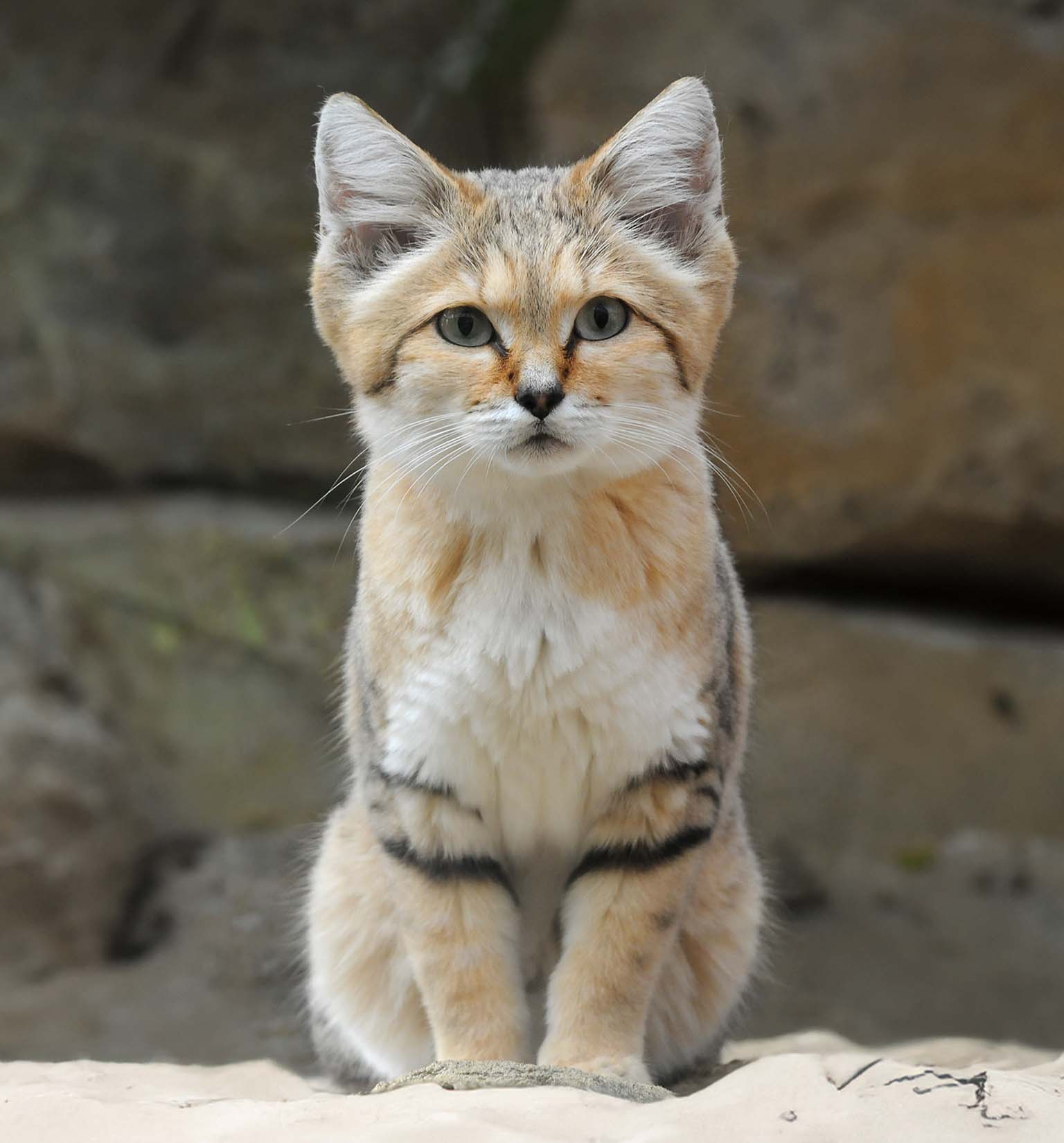 Meet the sand cat, the Zorro among felines