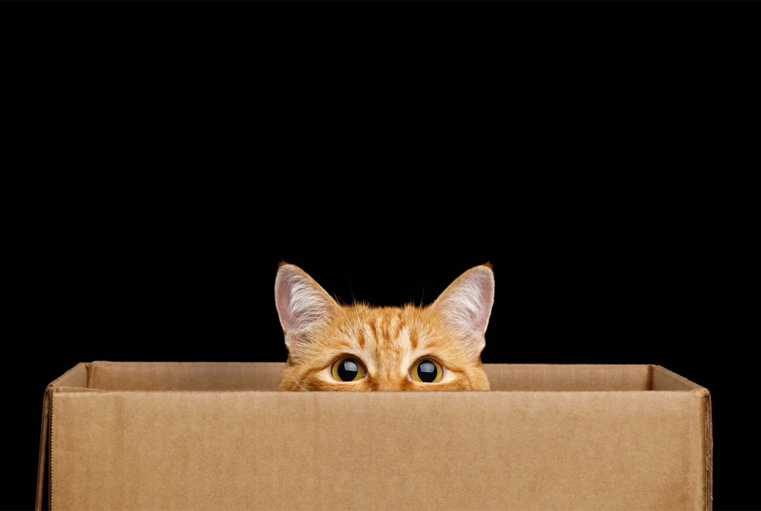 ¿Por qué los gatos están obsesionados con las cajas de cartón?