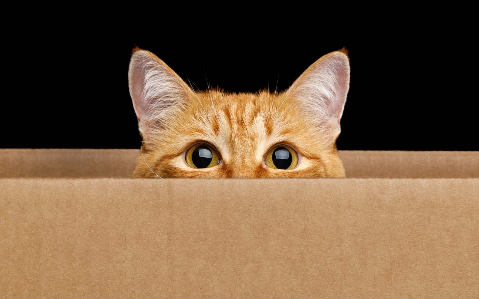 Pourquoi les chats sont-ils obsédés par les boîtes de carton?