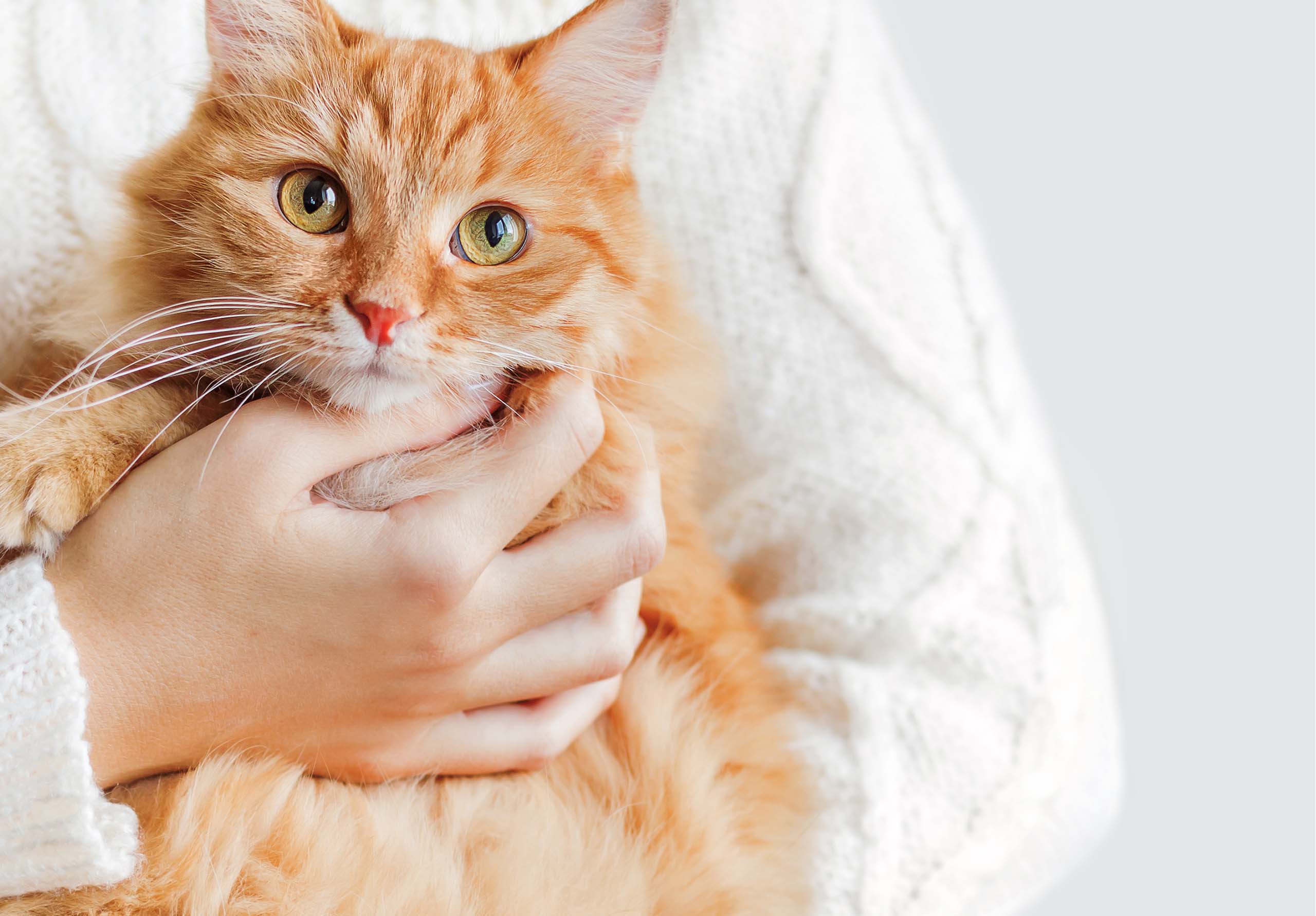 Pourquoi les chats orange sont-ils généralement des mâles ?