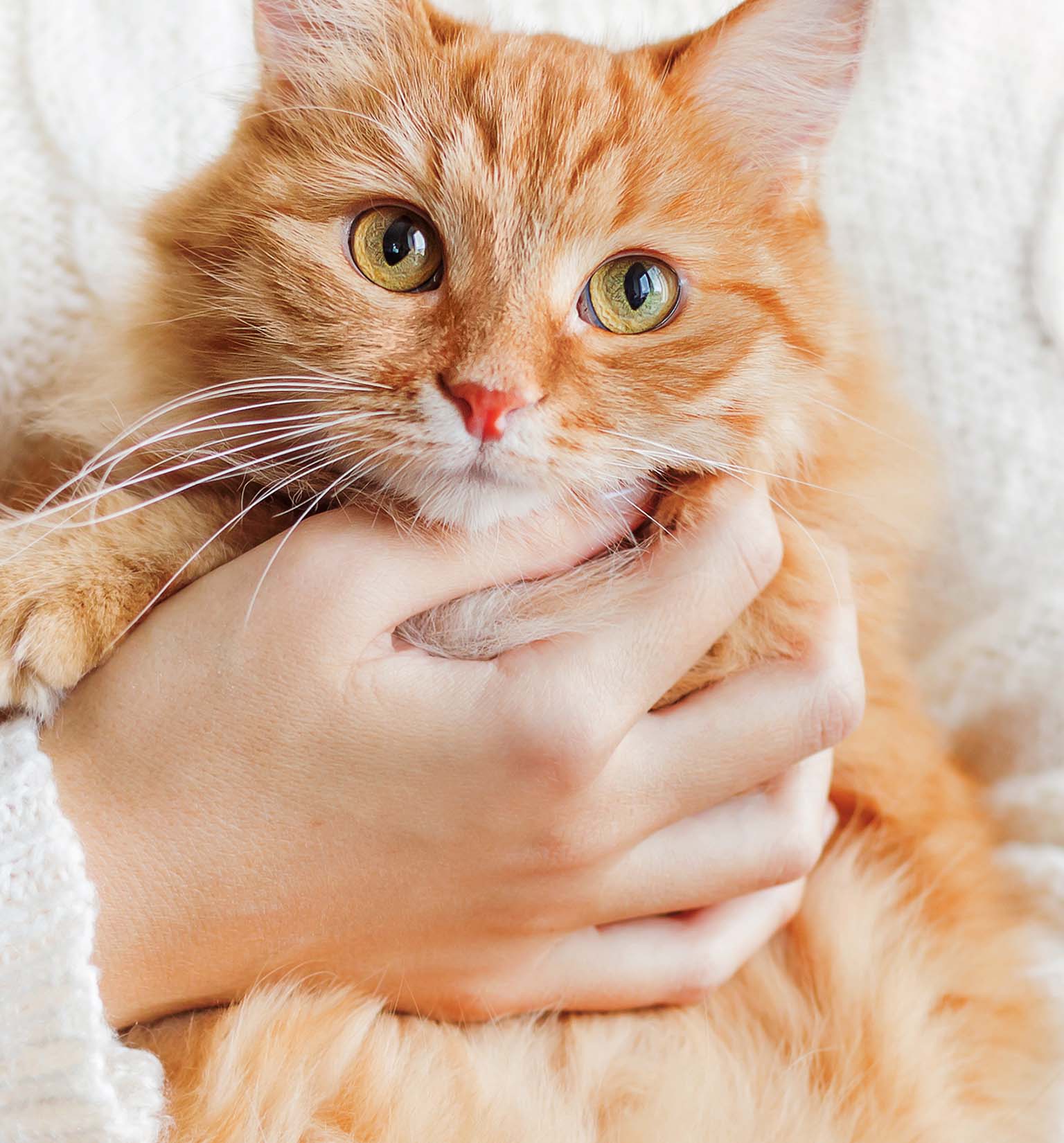 Pourquoi les chats orange sont-ils généralement des mâles ?