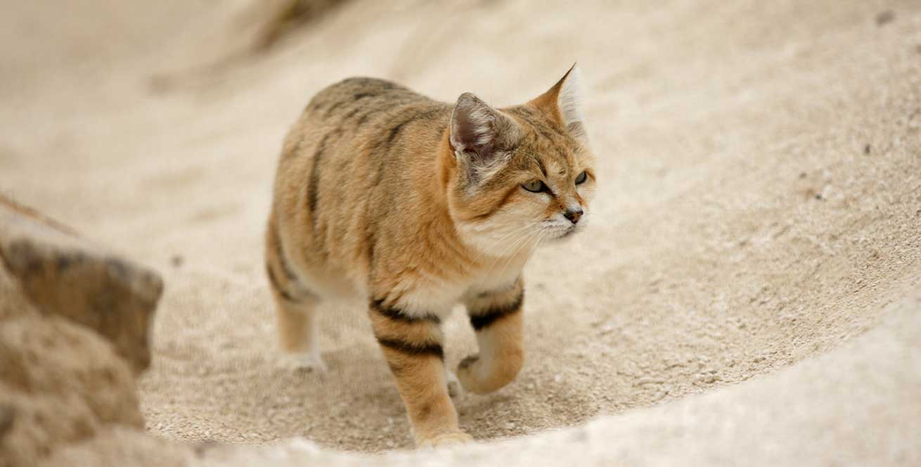 Aspecto físico de gato de las arenas