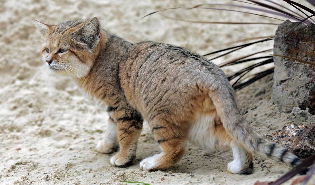 Sandkatze