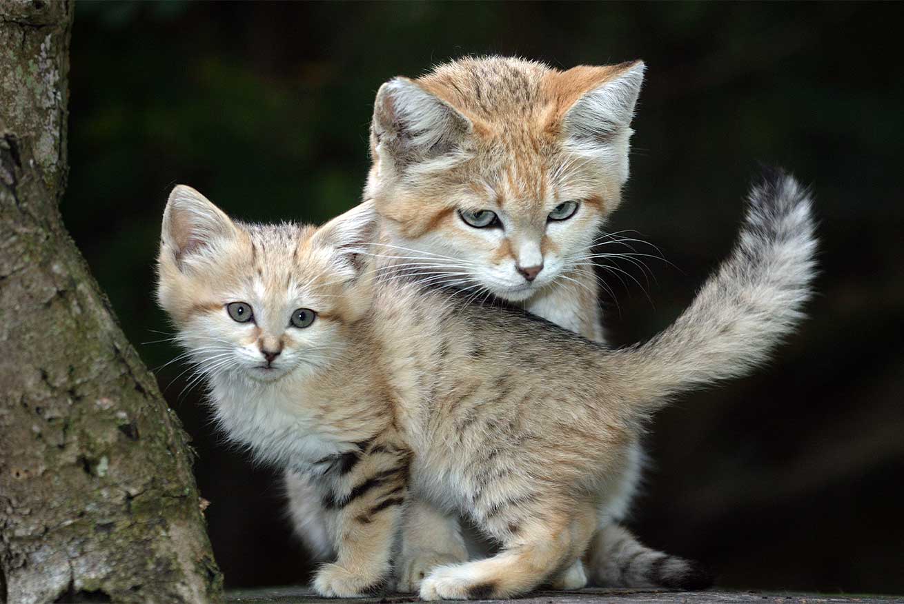 Mãe e bebé gato-do-deserto