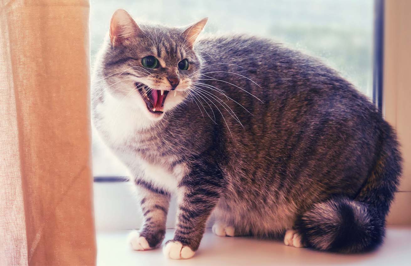 Cat being aggressive