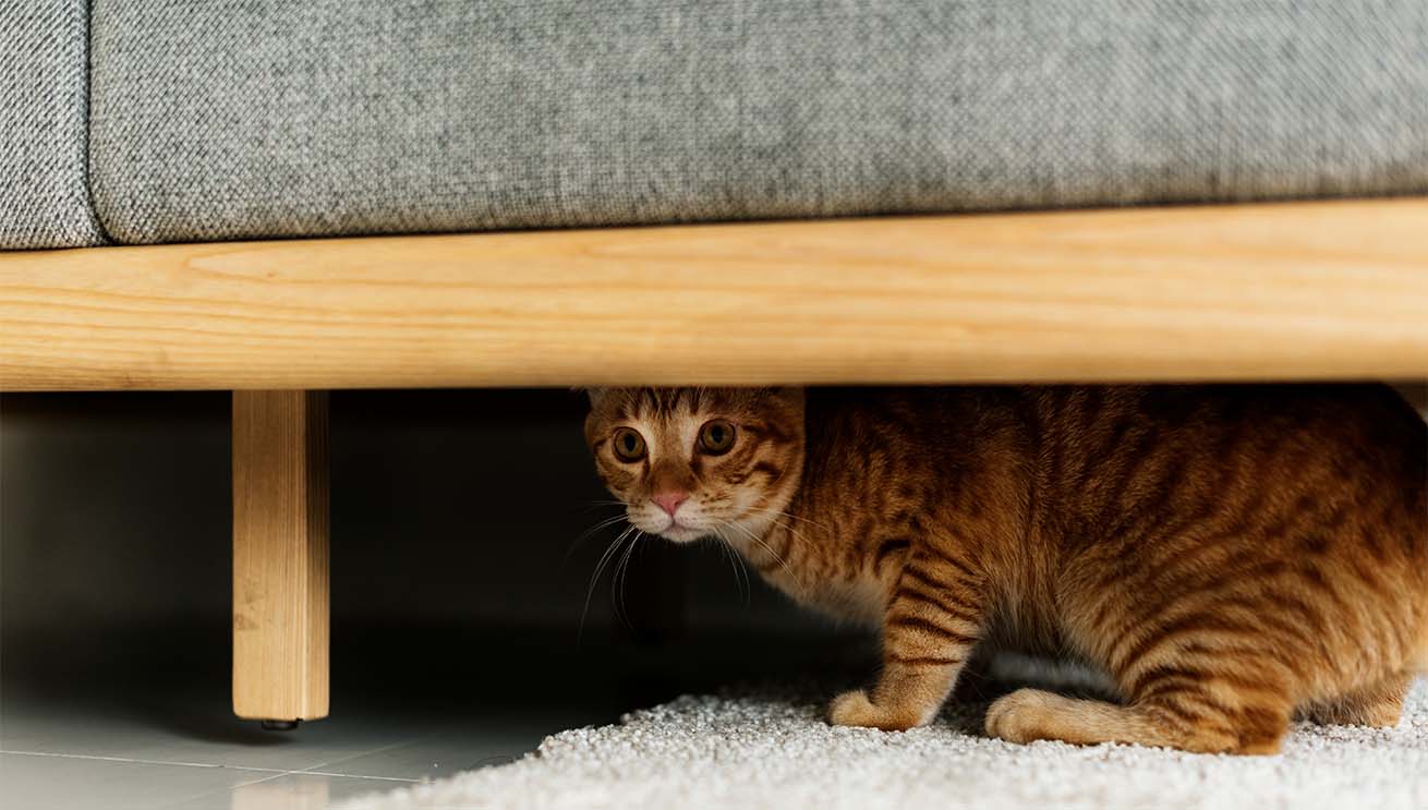 Cat hiding under sofa