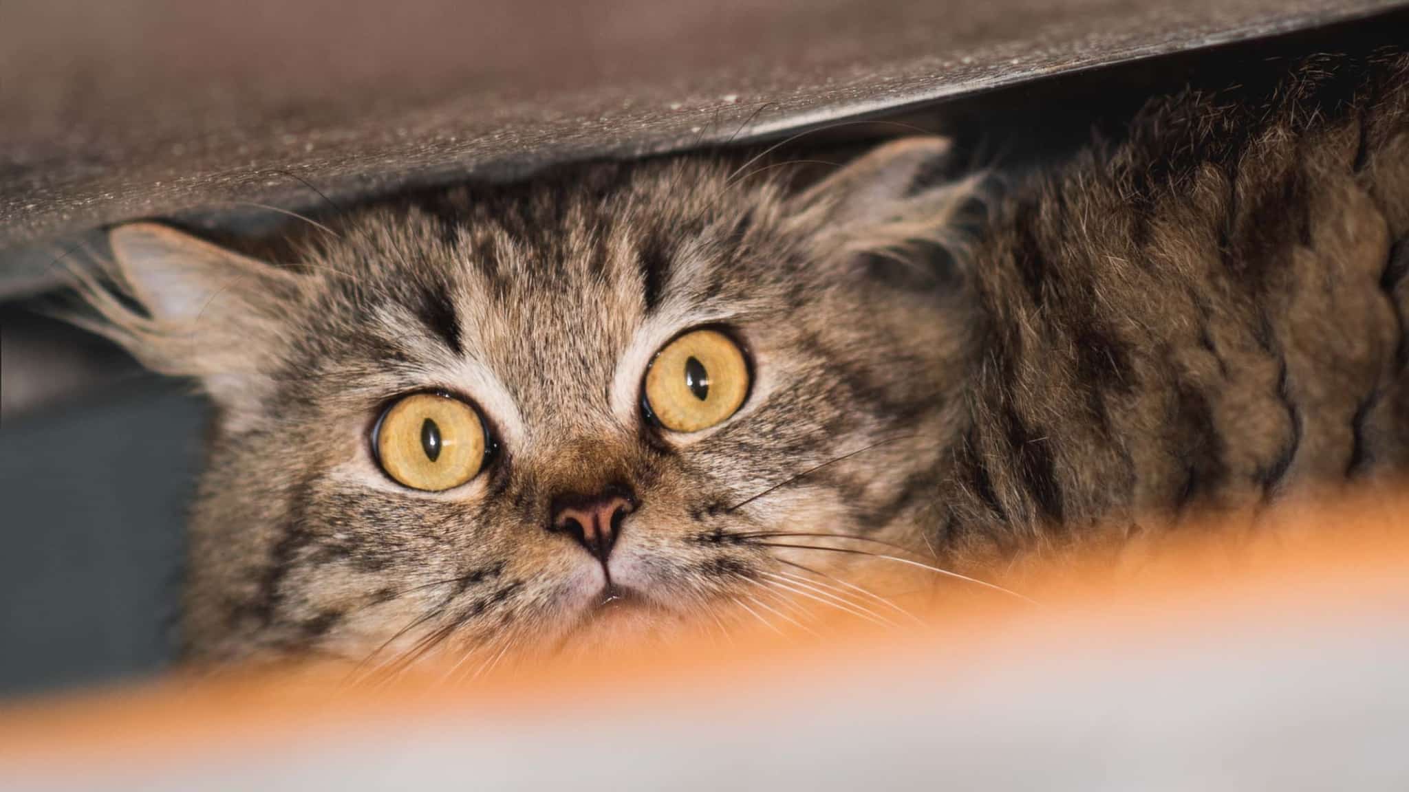 5 signs your cat is stressed, and how to help - Catit