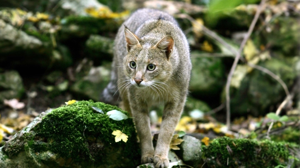 Conheça o gato da selva: o felino que sabe ladrar