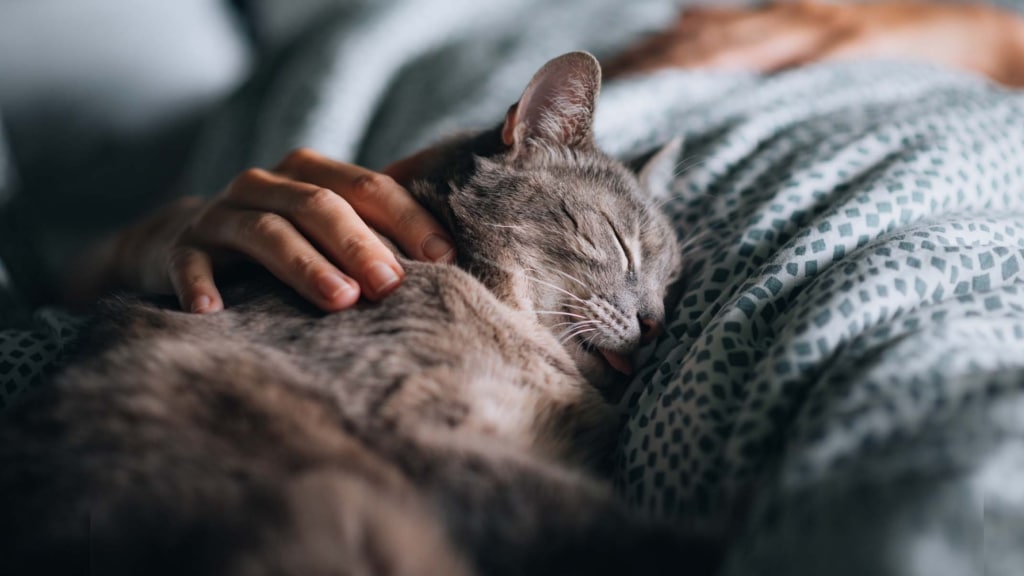 Vantagens e desvantagens de o seu gato dormir na sua cama