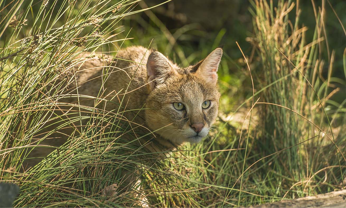 Gato de la selva