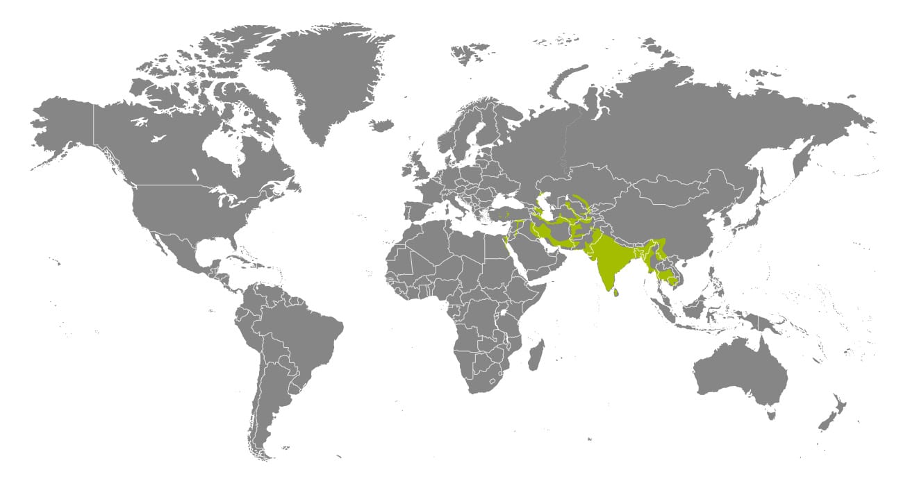 Aire de répartition géographique du chat de la jungle (approximative)