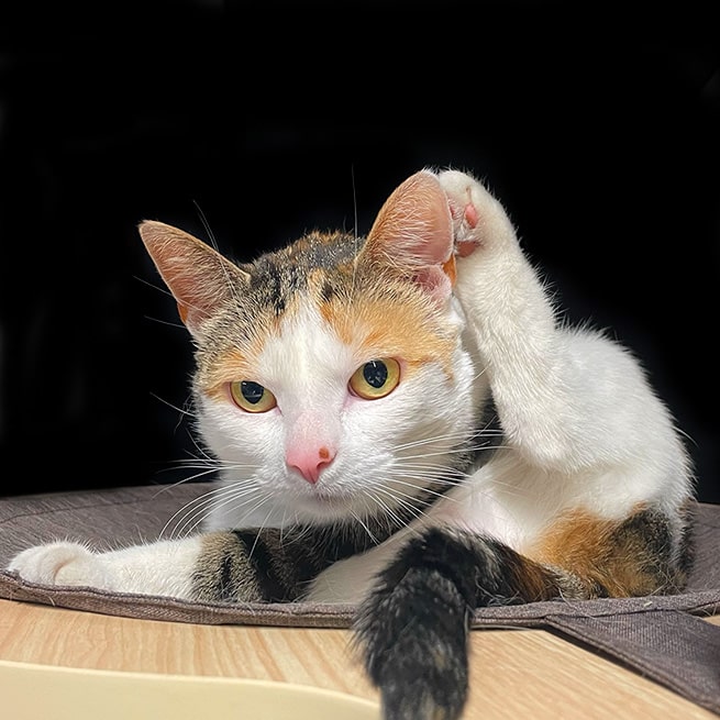 Pose des pieds derrière la tête