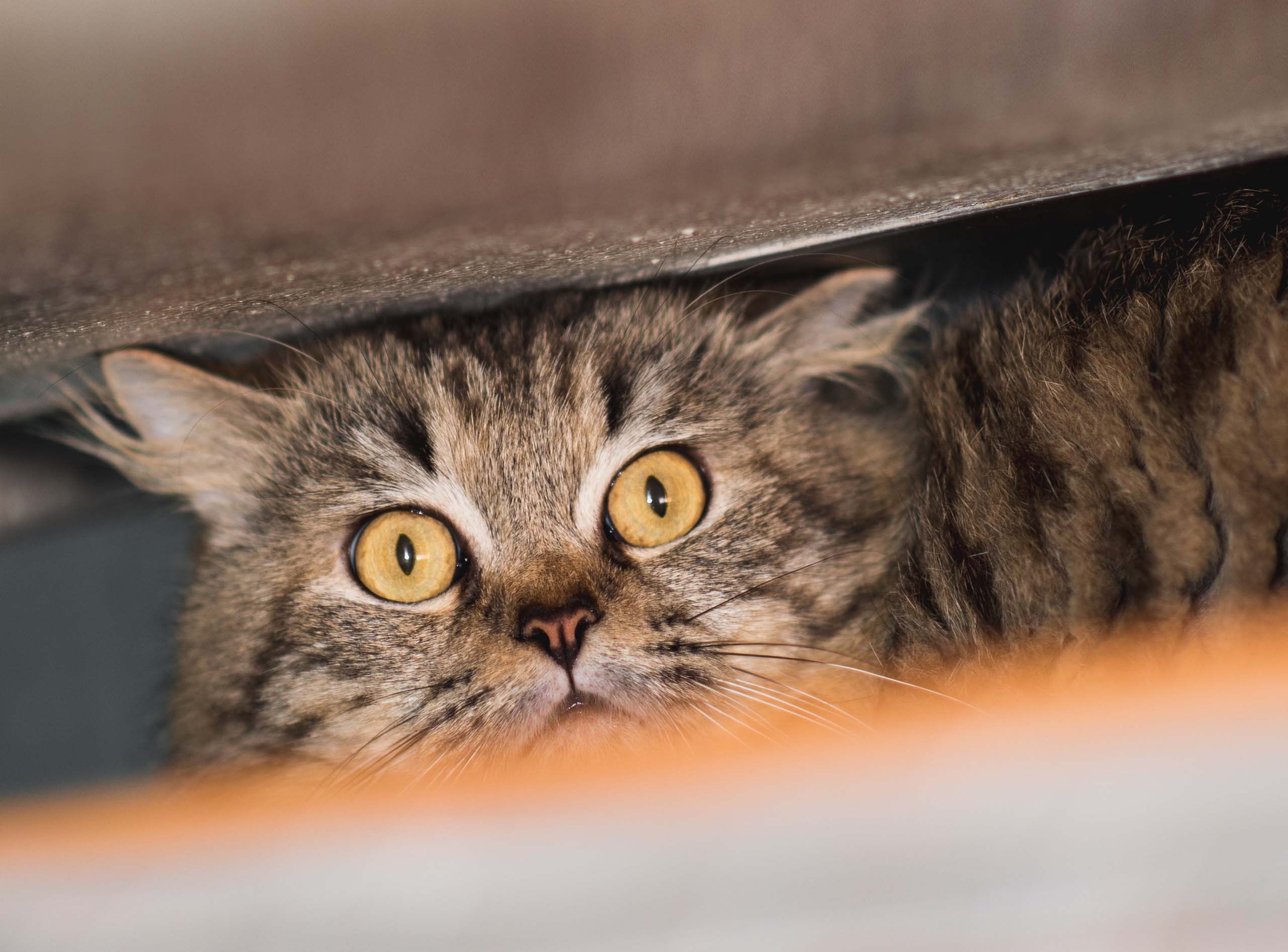 5 Anzeichen dafür, dass deine Katze gestresst ist