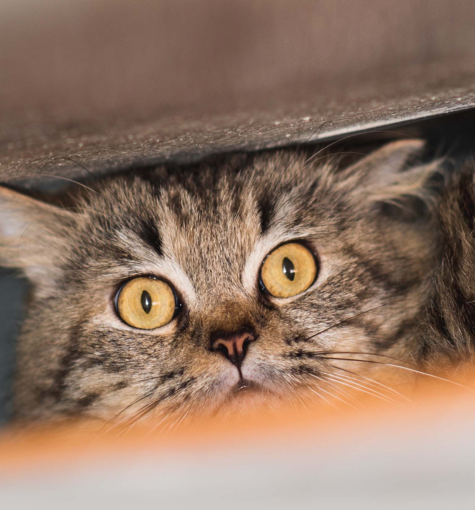 5 Anzeichen dafür, dass deine Katze gestresst ist