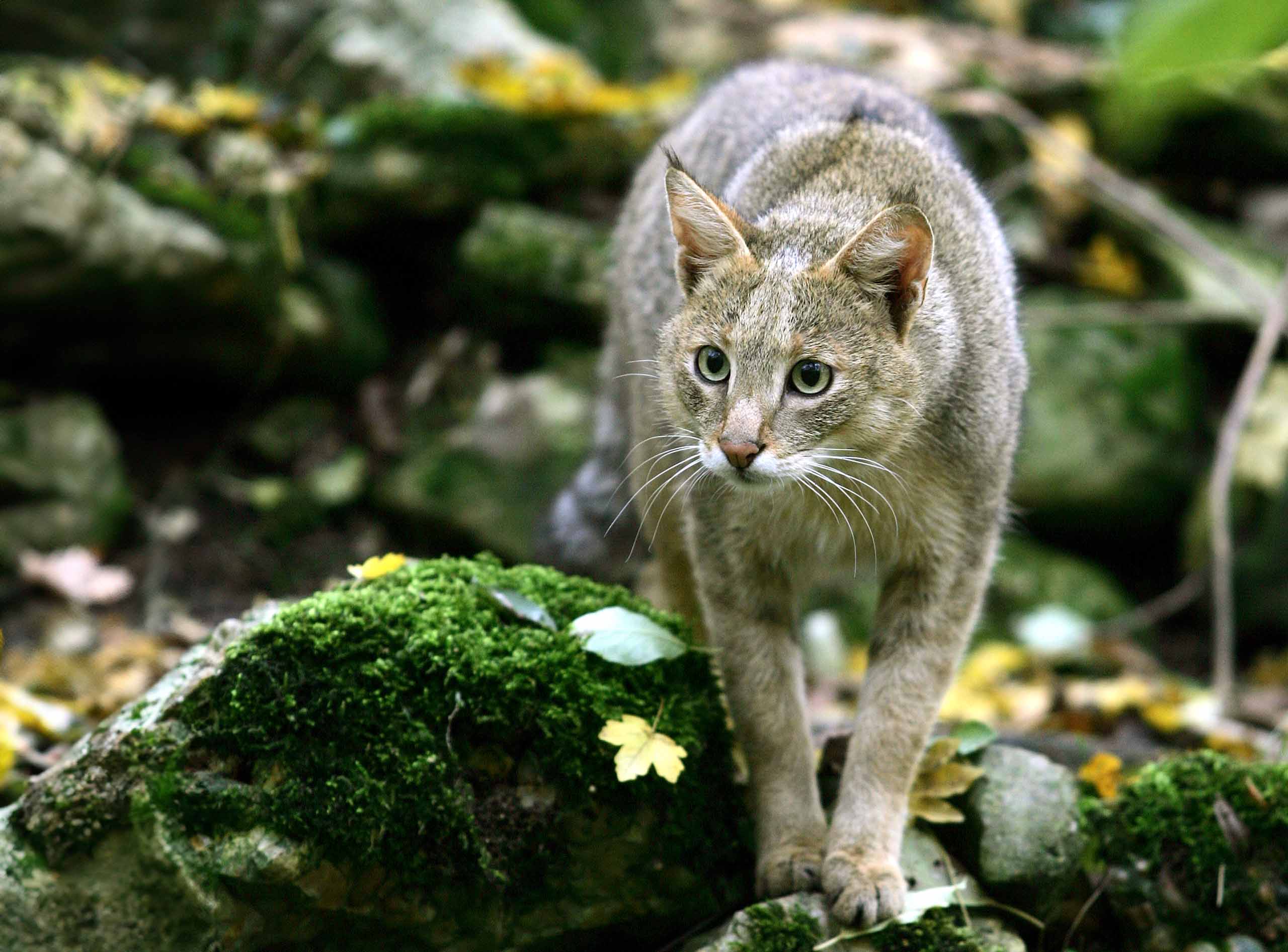 Triff die Rohrkatze