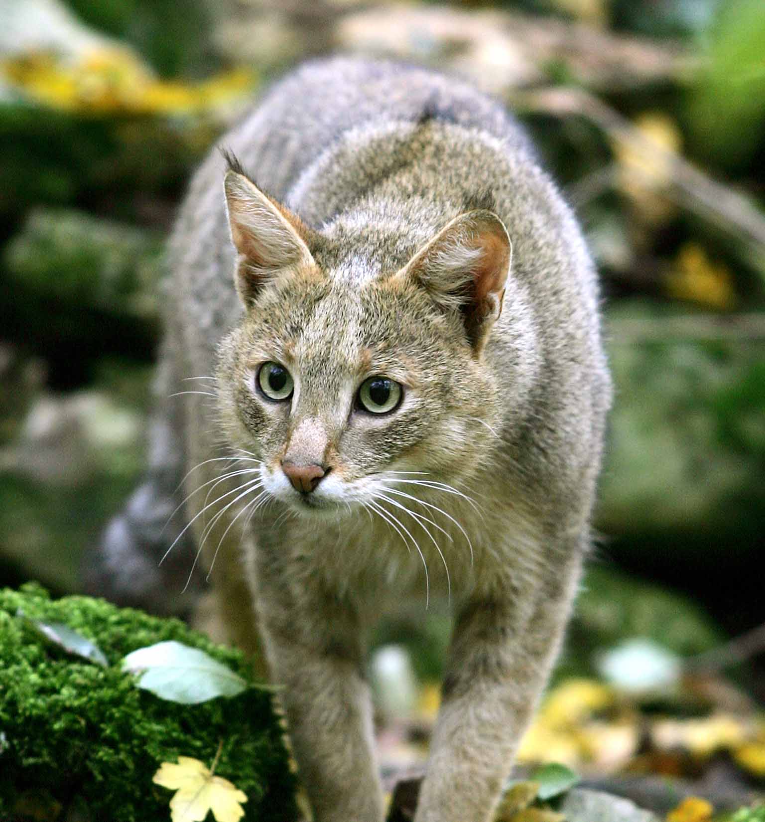 Triff die Rohrkatze