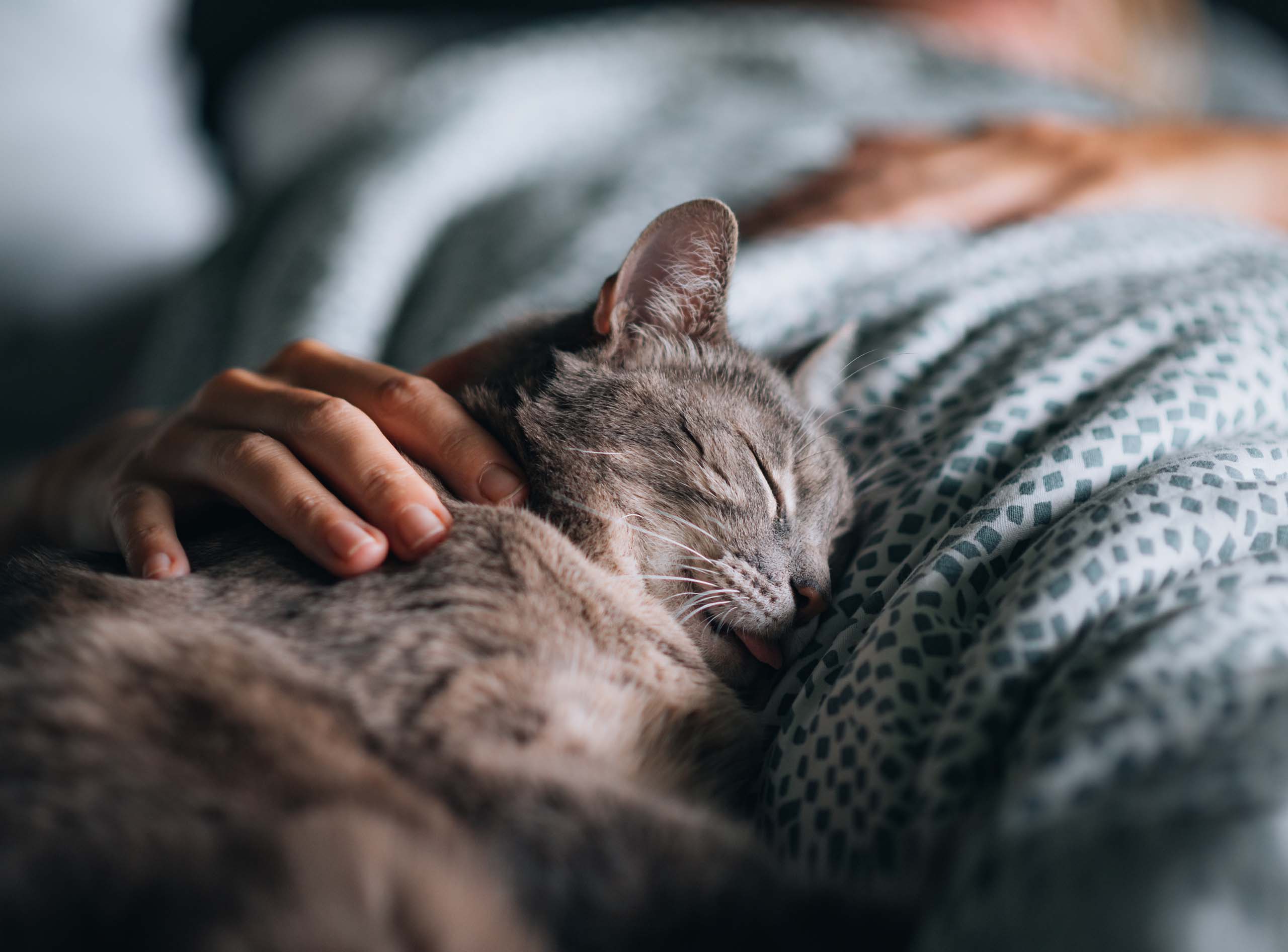 Vantagens e desvantagens de o seu gato dormir na sua cama