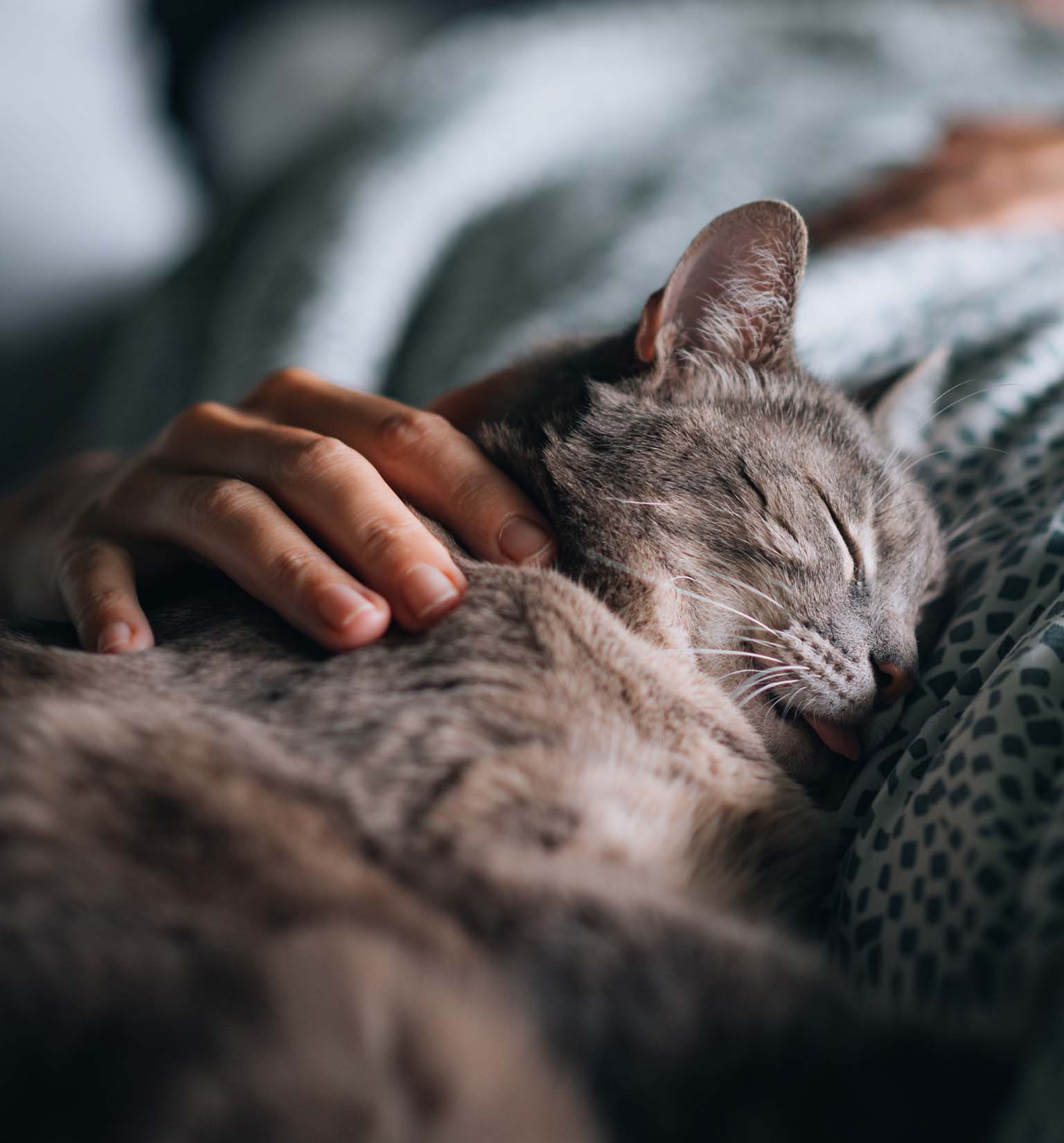 I pro e i contro del fatto che il tuo gatto dorma sul tuo letto