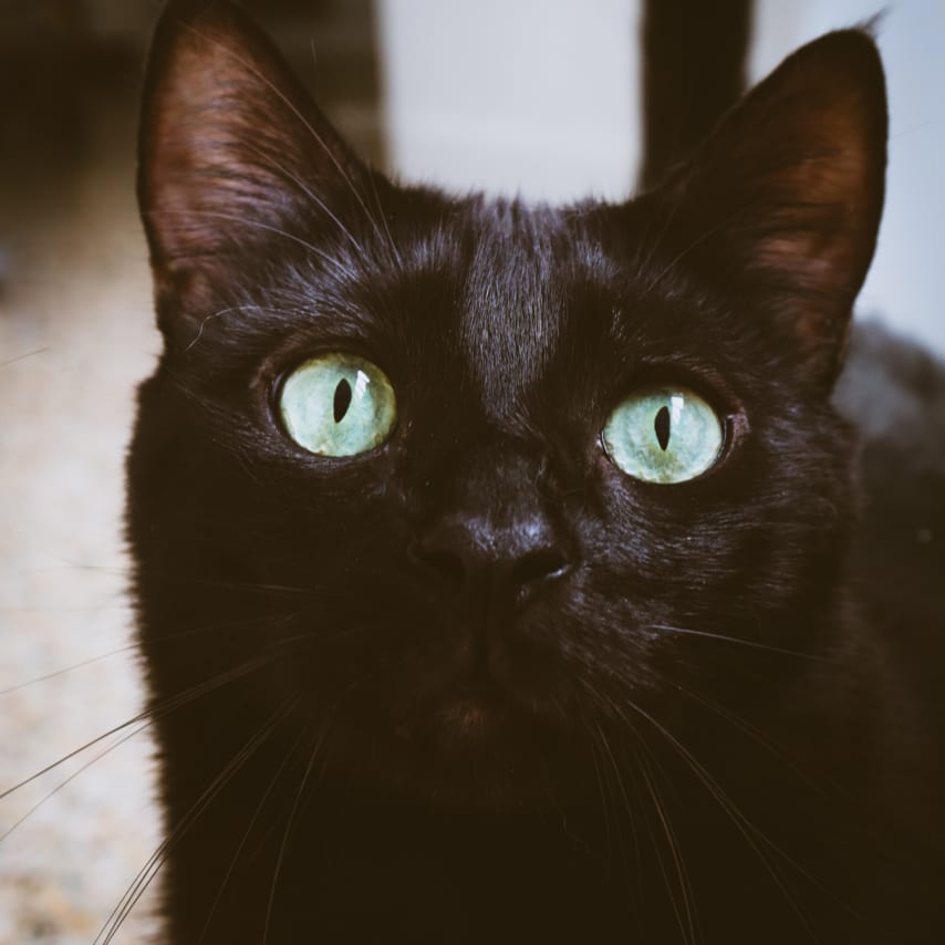 Bagheera