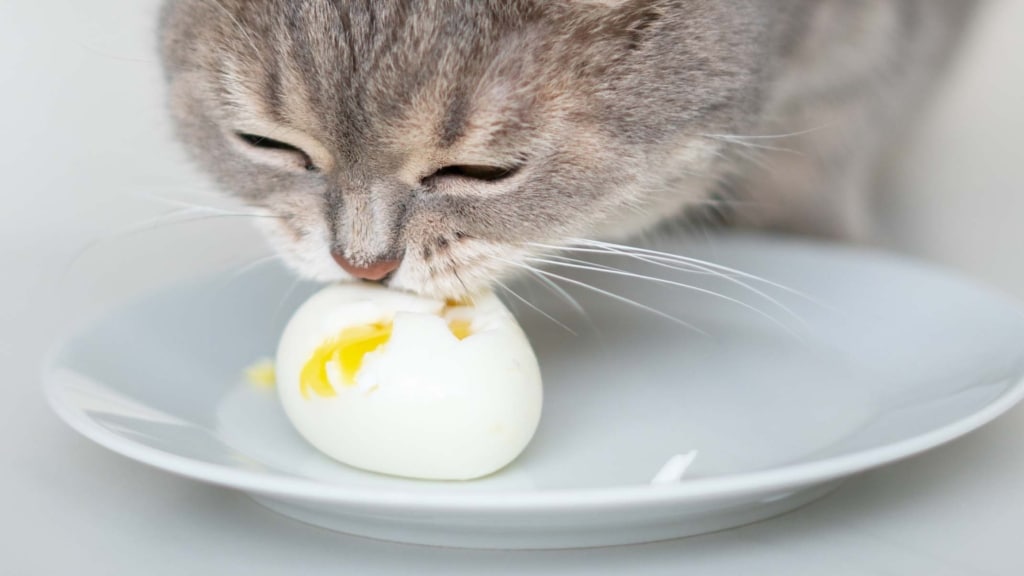 Darf meine Katze Eier fressen?