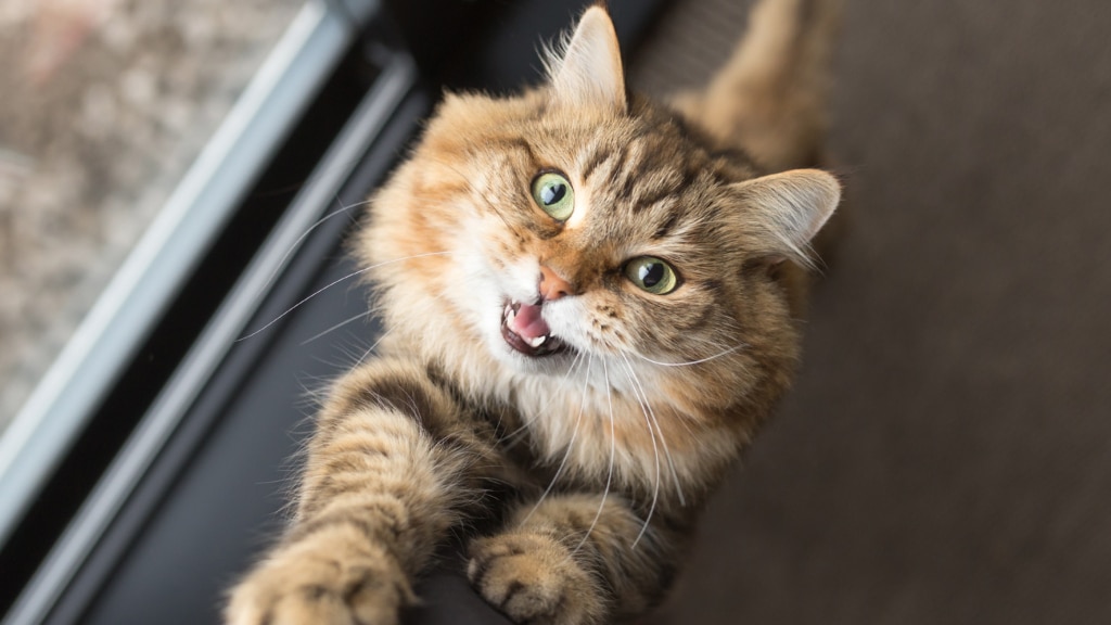 Pourquoi les chats miaulent-ils?