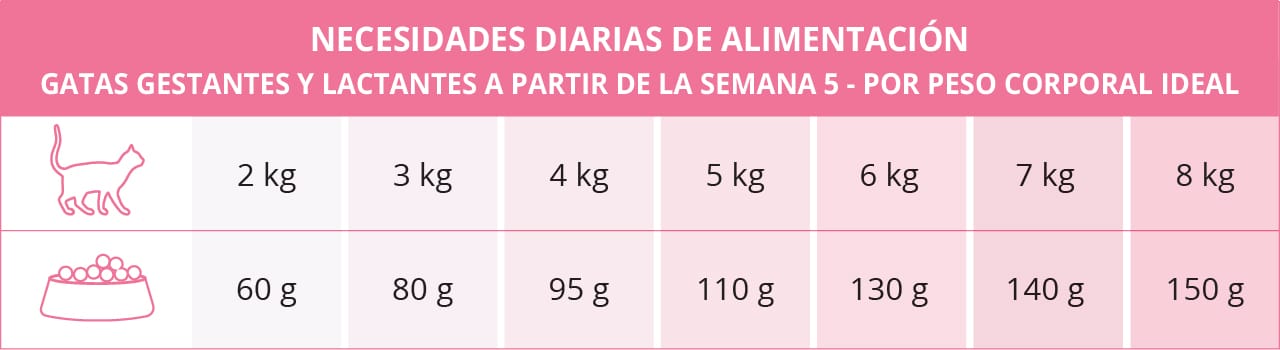 Necesidades diarias de alimentación para gatas gestantes y lactantes partir de la semana 5 - por eso corporal ideal