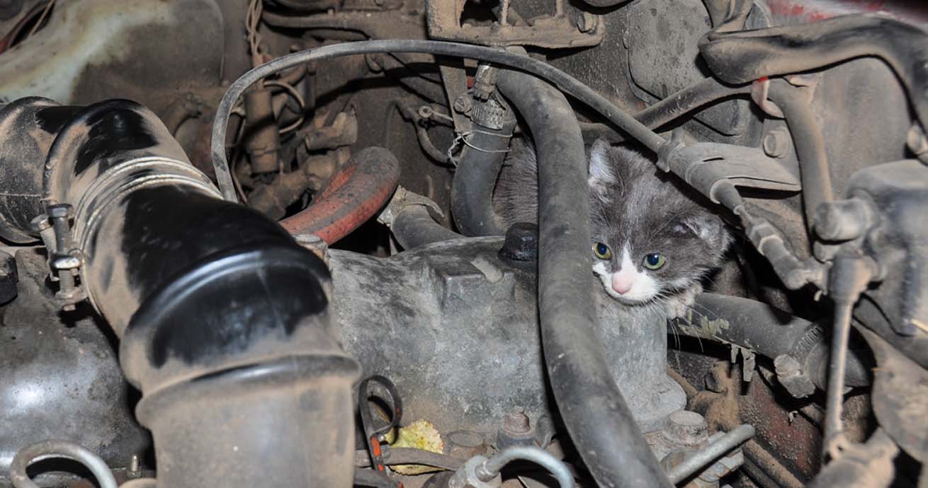 Cat hiding in car engine