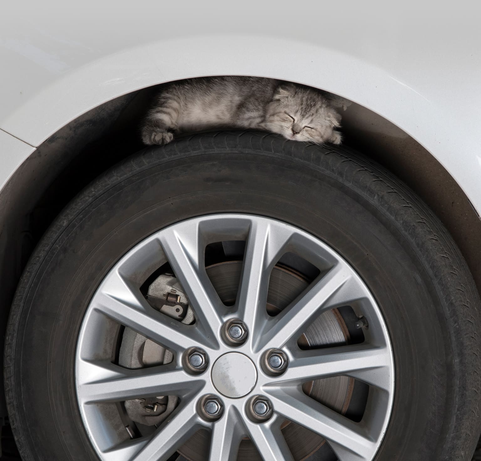 5 tips to prevent your cat from hiding in your car in winter