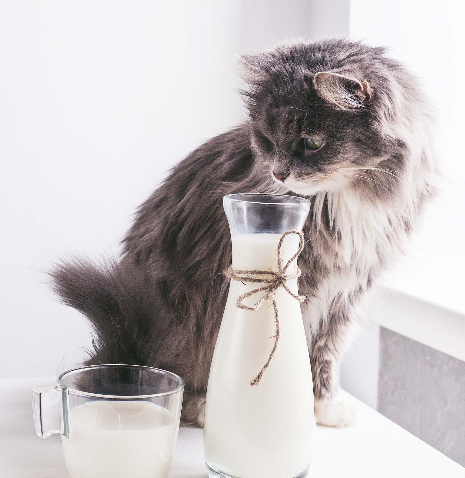 Can cats have milk