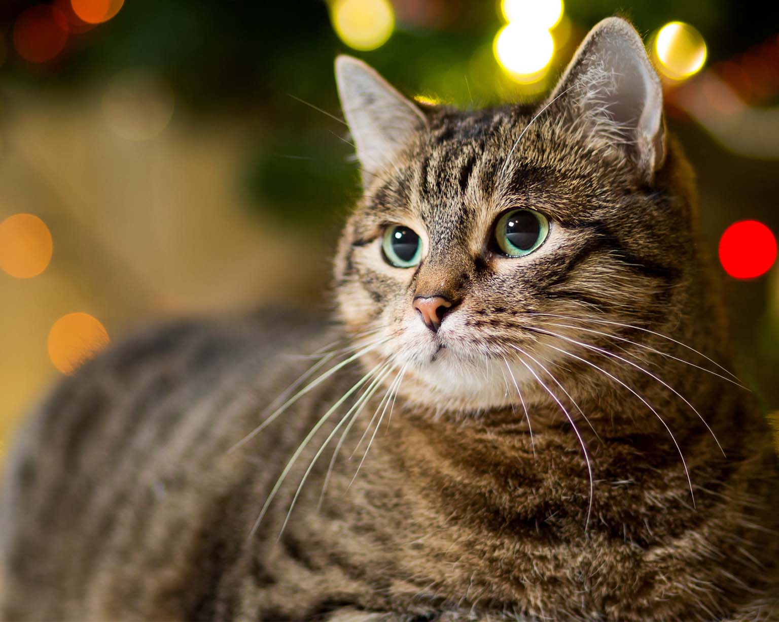 How to cat-roof the Christmas tree