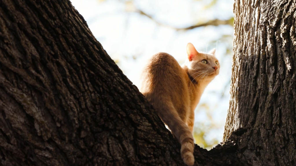 猫は鳥インフルエンザにかかるの？予防方法は？