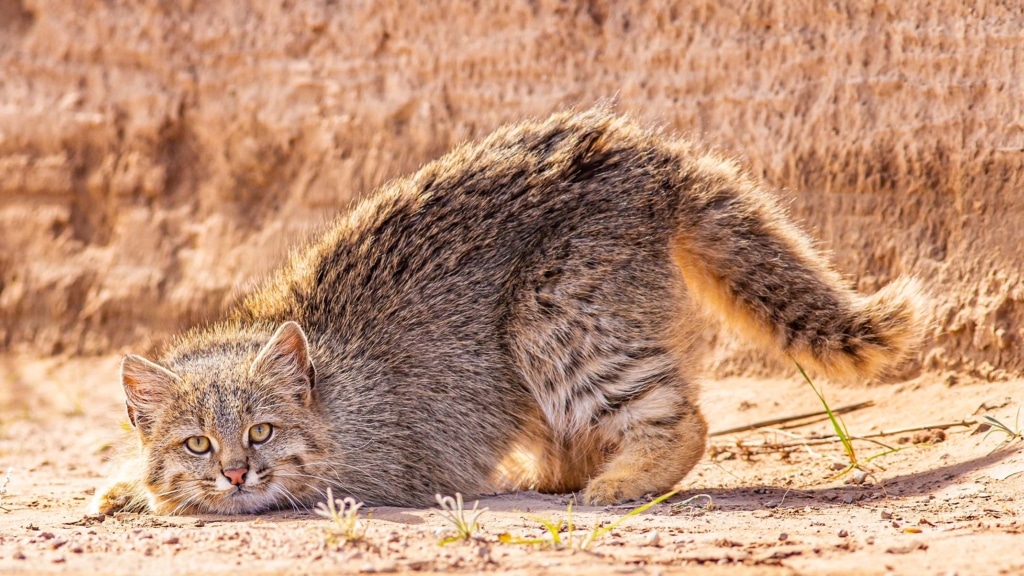 Touffu mais féroce : à la rencontre du chat de la Pampa